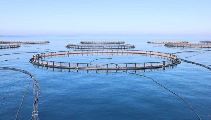 Vali Masatlı’dan Arsuz’daki Balık Üretim Tesislerine İnceleme