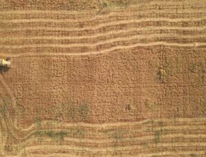 Şanlıurfa’da Belediyenin Ektiği Nohut İhtiyaç Sahiplerine Dağıtılacak