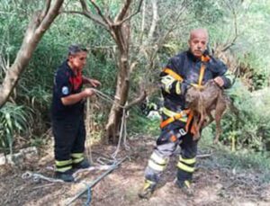 Samandağ’da Kuyuya Düşen Çakal İtfaiye Tarafından Kurtarıldı