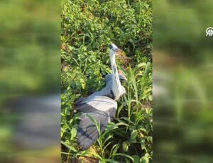 Tireli Vatandaşın Yaralı Balıkçıl Kuşla Ege Şivesiyle Sohbeti Sosyal Medyada İlgi Gördü