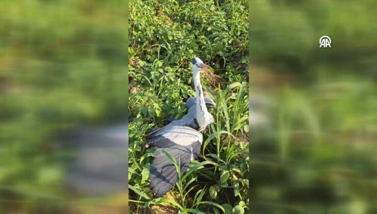Tireli Vatandaşın Yaralı Balıkçıl Kuşla Ege Şivesiyle Sohbeti Sosyal Medyada İlgi Gördü