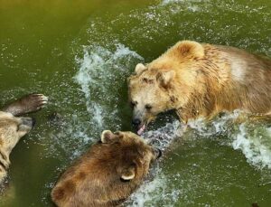 Antalya Doğal Yaşam Parkı’nda Hayvanlara Buzlu Meyve Kokteyliyle Serinlik
