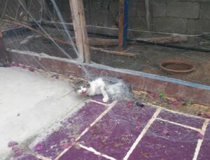 Hatay’da Kuş Kafesine Takılan Kedi İtfaiye Tarafından Kurtarıldı
