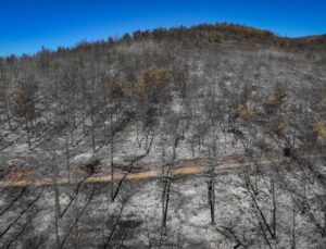 Hatay’daki Orman Yangını Kontrol Altına Alındı: Soğutma Çalışmaları Sürüyor