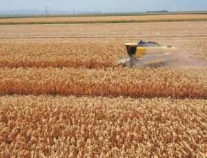 Amik Ovası’nda Mısır Hasadı Erken Başladı: Bereketli Sezon Umudu