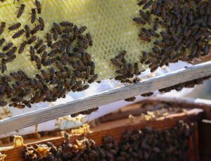 Hatay’da Maydanoz Balına Coğrafi İşaret Başvurusu Yapıldı