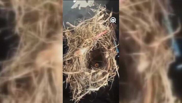 Hatay’da Polislerden Yangından Kurtarılan Kuş Yavrularına Şefkat Eli