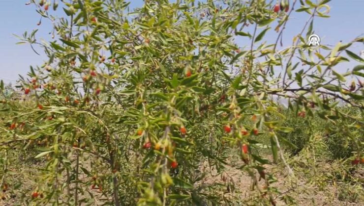 Sivas’ta Gojiberry Mucizesi: Arı Sayısı 10 Kat Arttı, Bal Verimi Patladı