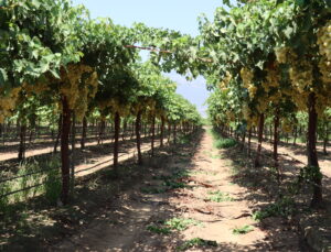 Hatay Hassa’da Üzüm Hasadı Başladı