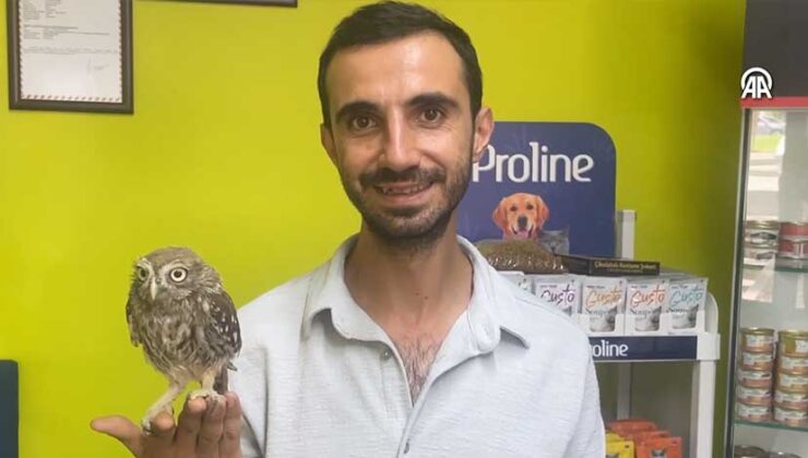 Bolu’da bitkin bulunan baykuş yavrusu koruma altına alındı