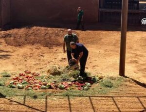 Dünyanın İlk Tüp Bebek Fili “Gabi”ye Dünya Fil Günü Menüsü