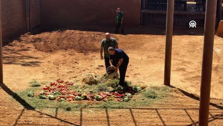 Dünyanın İlk Tüp Bebek Fili “Gabi”ye Dünya Fil Günü Menüsü
