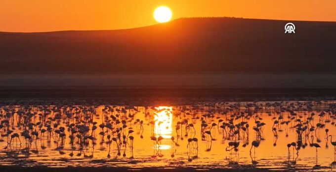 Konya Kulu’da Görsel Şölen: Düden Gölü’nde Binlerce Flamingo