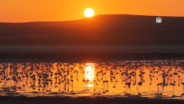 Konya Kulu’da Görsel Şölen: Düden Gölü’nde Binlerce Flamingo