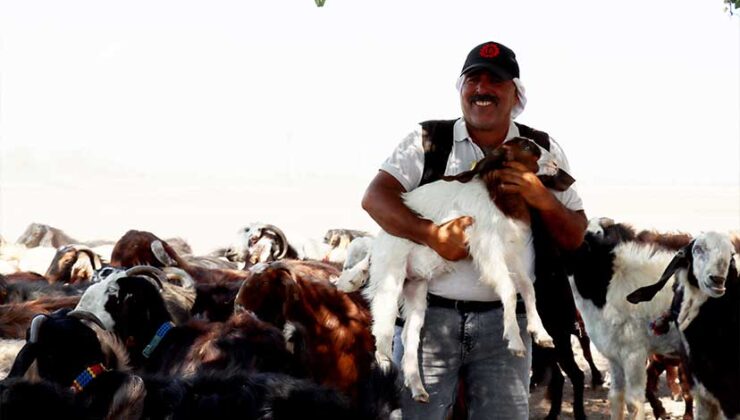 Kırıkhan’lı besici depremde kaybettiği hayvanlarını devlet desteğiyle 800’e çıkardı