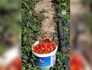 Çiftçinin kovasından çilek alan sincabın görüntüsü kameraya yansıdı