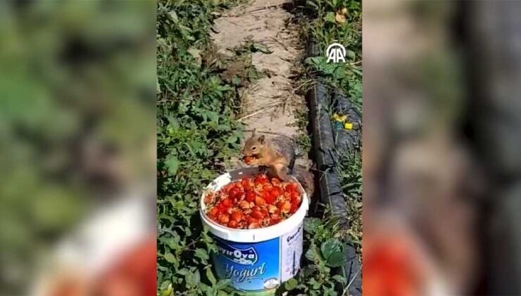 Çiftçinin kovasından çilek alan sincabın görüntüsü kameraya yansıdı