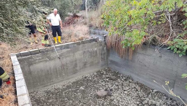 Arsuz’da Sulama Havuzuna Düşen Domuz İtfaiye Ekiplerince Kurtarıldı