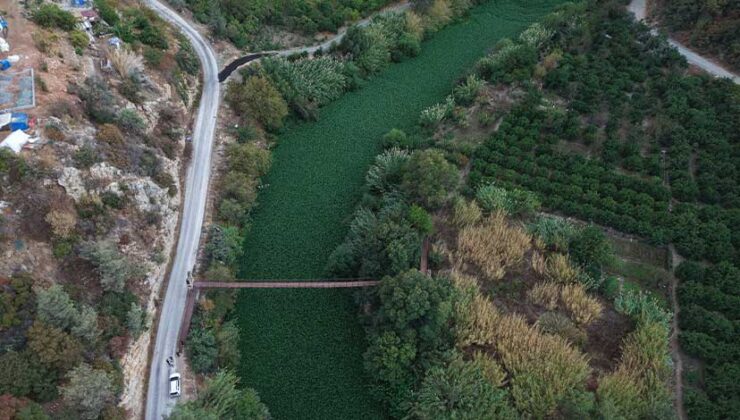 Asi Nehri’ni Yeniden Su Sümbülleri Kapladı