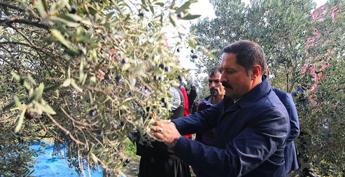 Hatay’da bu yıl 201 bin ton zeytin rekoltesi bekleniyor