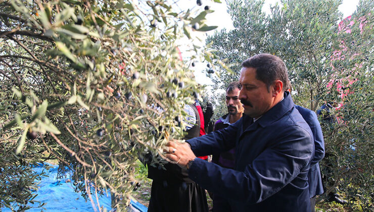 Hatay’da bu yıl 201 bin ton zeytin rekoltesi bekleniyor