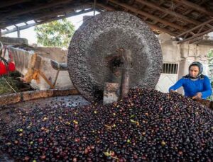 Altınözü’nde Asırlık “Su Zeyti” Tekniğiyle Zeytinyağı Üretimi Sürdürülüyor