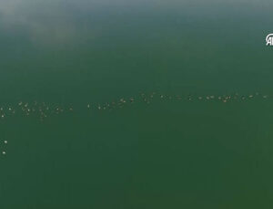 Erçek Gölü’nde Yaban Kazı Göçü Başladı: Binlerce Kuş Görsel Şöleni