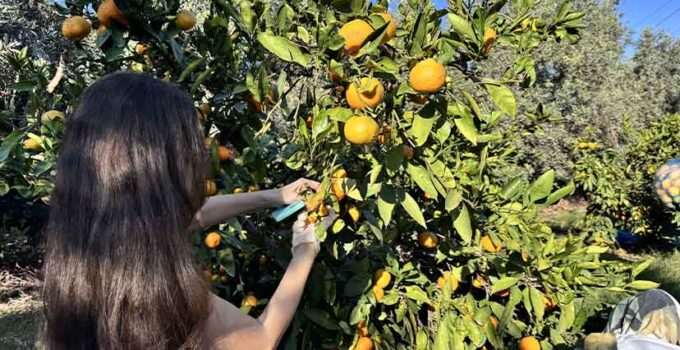Hatay’da Üniversiteliler Mandalina Hasadında: “Anadoluyuz Biz” Projesiyle Tarıma Destek