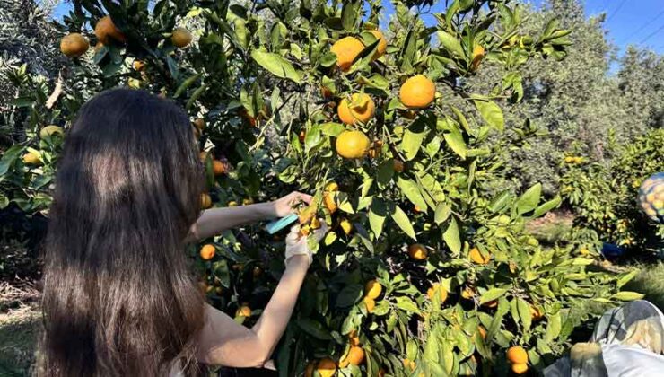Hatay’da Üniversiteliler Mandalina Hasadında: “Anadoluyuz Biz” Projesiyle Tarıma Destek