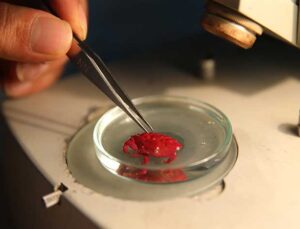 Hint-Pasifik Kökenli Oluklu Yengeçler İskenderun’da İnceleniyor