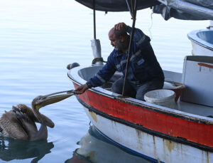 Pelikan “Suzi” balıkçı barınağının müdavimi oldu