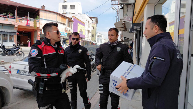 Samandağ’da yaralı ak balıkçıl polis ekiplerince kurtarıldı