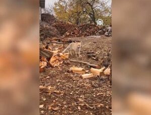 Malatyalı çiftçinin tilkiyle samimi sohbeti kameraya yansıdı