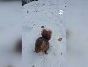 Bolu’da Bir Kişinin Sincabı Eliyle Beslemesi Kamerada