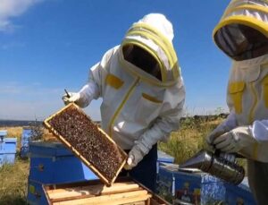 Coğrafi işaret tescili balda sahteciliğin önüne geçiyor