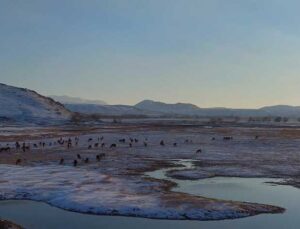 Hürmetçi Sazlığı’ndaki yılkı atları gün batımında görüntülendi