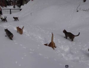 Kastamonu’da kar nedeniyle yiyecek bulamayan kedileri köy imamı besliyor
