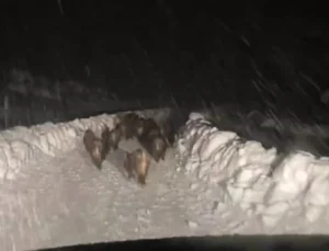 Siirt’te Yaban Domuzu Sürüsü Karlı Yolda Görüntülendi