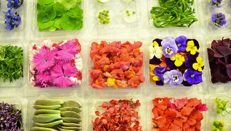 Yenilebilir çiçekler gastronomi sektöründe yükselişte