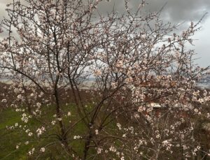 Isparta’da badem ağaçları çiçek açtı