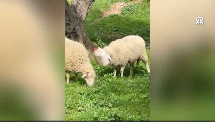 Aydın’da kafası plastik bidona sıkışan koyun kurtarıldı