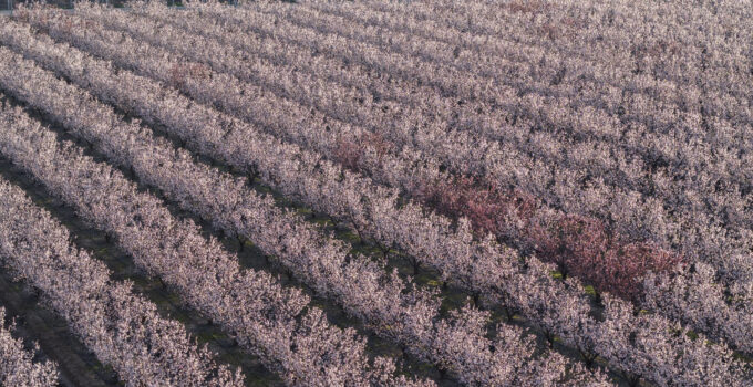 Hatay’da Meyve Ağaçları Çiçek Açtı, Tarlalar Renklendi