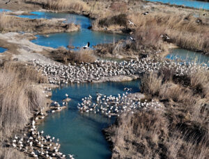 Leylek ve Pelikan Sürüleri Mersin’de Baharı Müjdeliyor