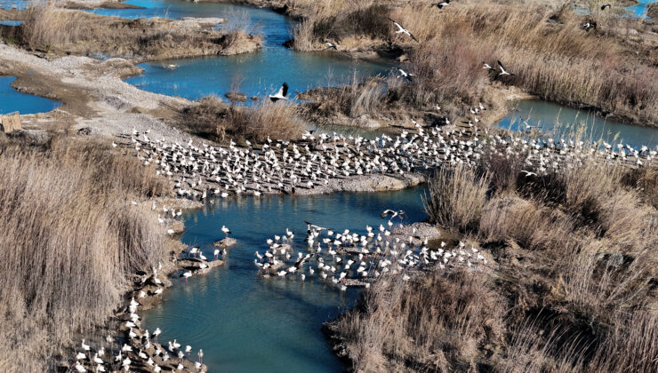 Leylek ve Pelikan Sürüleri Mersin’de Baharı Müjdeliyor