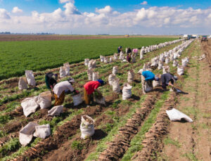 Hatay Kırıkhan’da havuç hasadı başladı