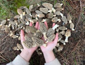 Kaş’ta Kuzugöbeği Mantarı Sezonu Başladı: Kilosu 3 Bin TL’ye Dayandı