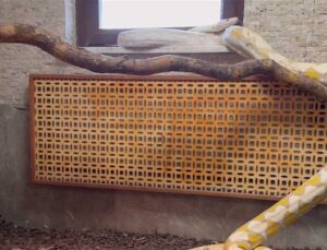 Konya’da Albino Pitonlar Özel Şartlarda Korunuyor