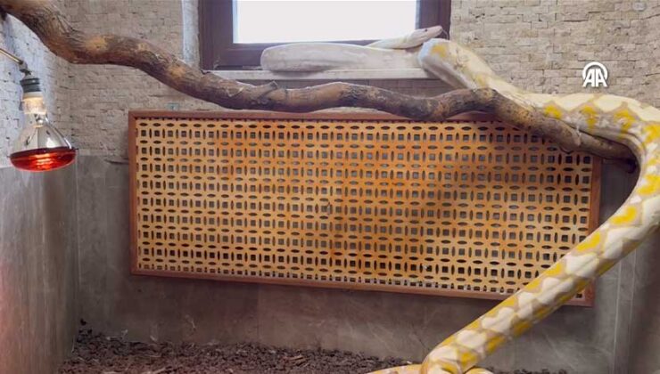 Konya’da Albino Pitonlar Özel Şartlarda Korunuyor