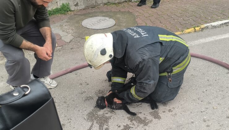 Antalya’da yangında baygın bulunan kedi, itfaiyenin kalp masajıyla hayata döndürüldü.