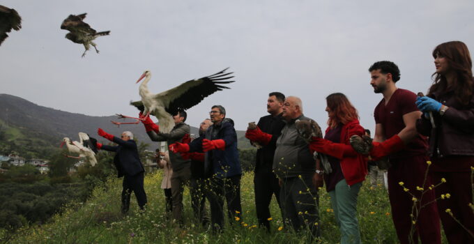 Hatay’da tedavi edilen kuşlar doğaya salındı